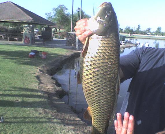 Riverwalk Carp